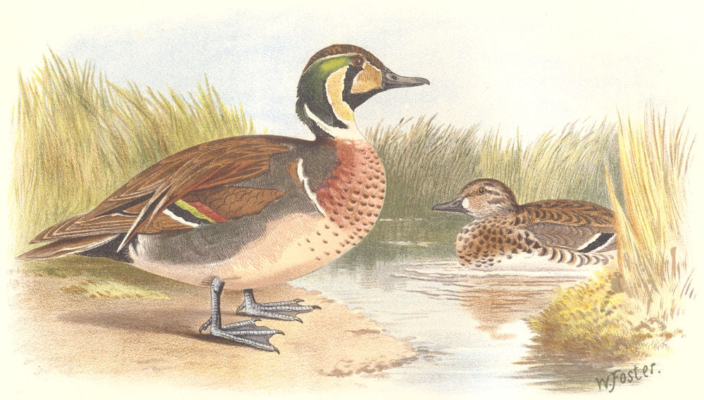 INDIAN GAME BIRDS. Clucking Teal (Querquedula Glocitans). Chromolitho. FINN 1915